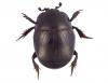 Hypocaccus rugifrons